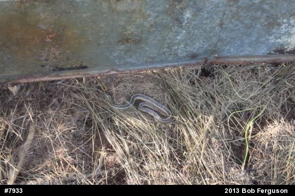 Eastern Gartersnake