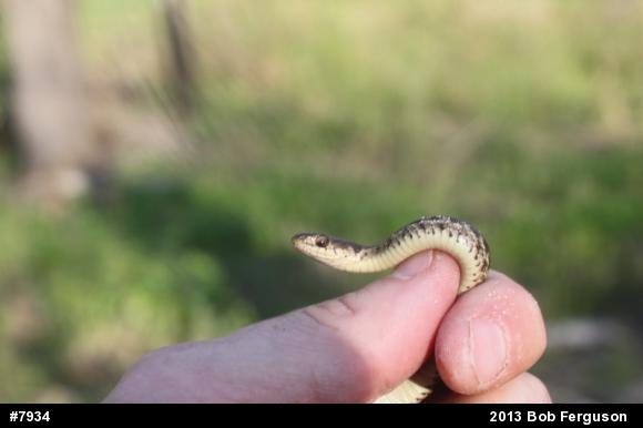 Eastern Gartersnake