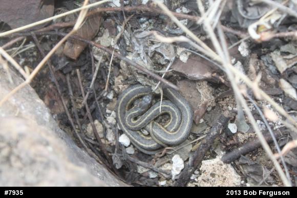 Eastern Gartersnake