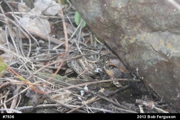 Eastern Gartersnake