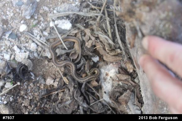 Eastern Gartersnake
