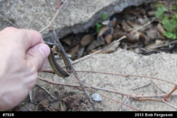 Eastern Gartersnake