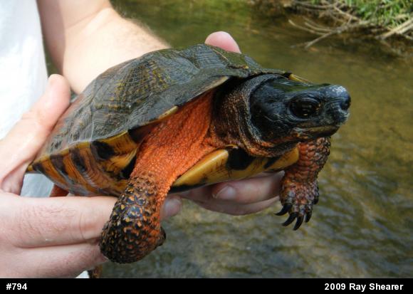 Wood Turtle