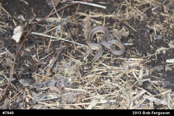 Eastern Gartersnake