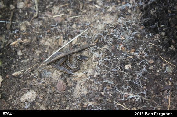 Eastern Gartersnake