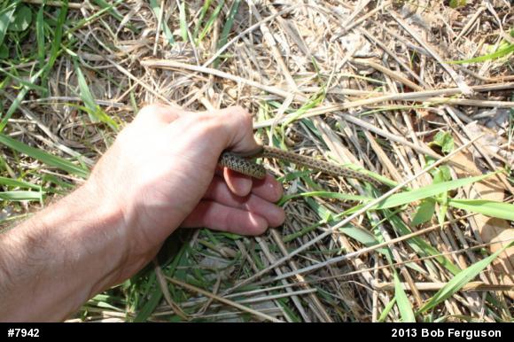 Eastern Gartersnake