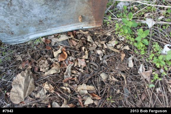 Eastern Gartersnake