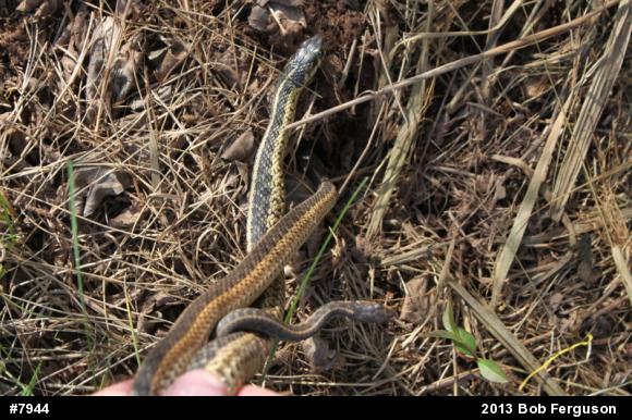Eastern Gartersnake