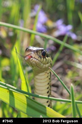 Eastern Gartersnake