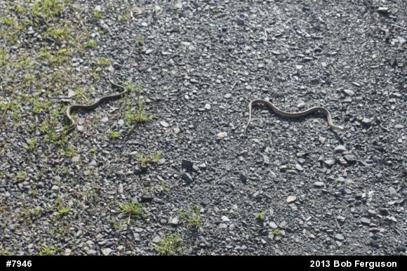 Eastern Gartersnake