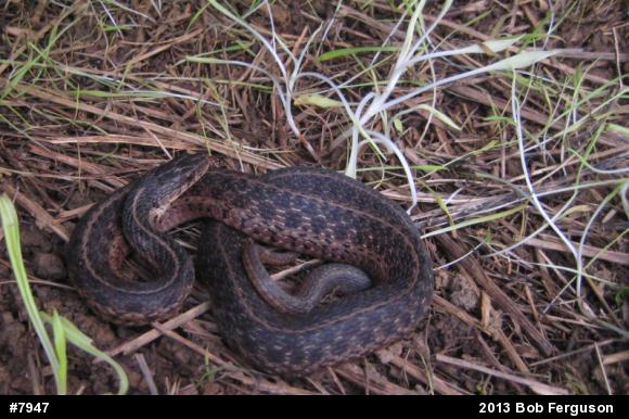 Eastern Gartersnake