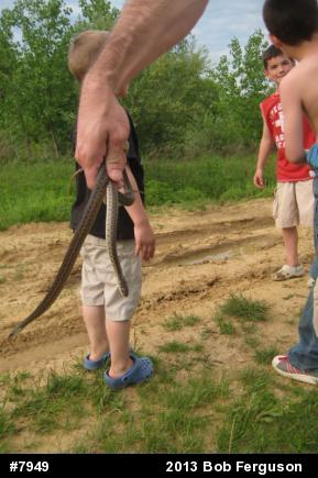 Eastern Gartersnake