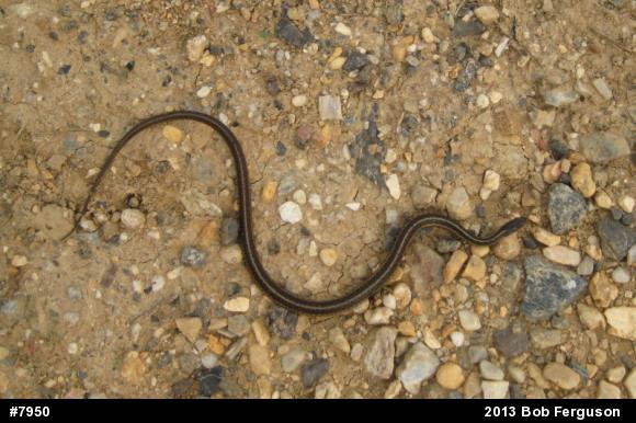 Eastern Gartersnake