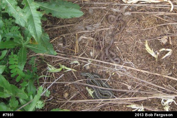 Eastern Gartersnake