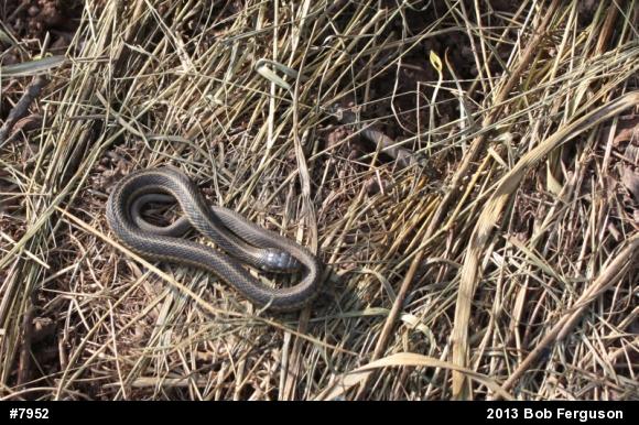 Eastern Gartersnake