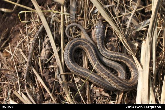Eastern Gartersnake