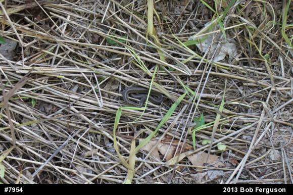 Eastern Gartersnake