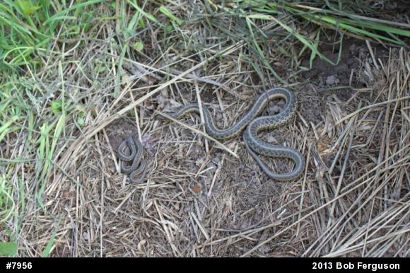 Eastern Gartersnake