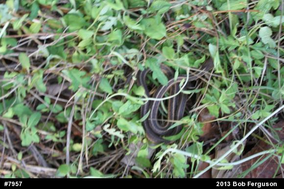 Eastern Gartersnake