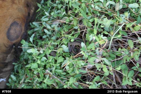 Eastern Gartersnake