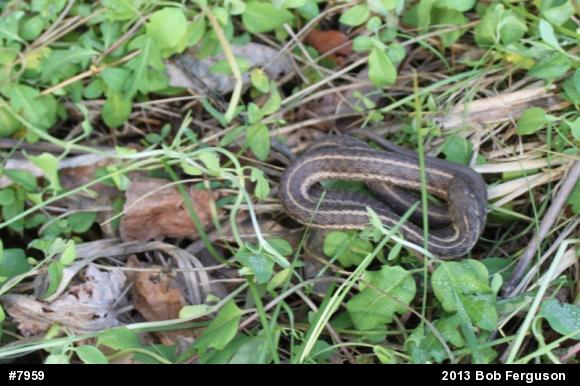 Eastern Gartersnake