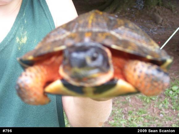Wood Turtle
