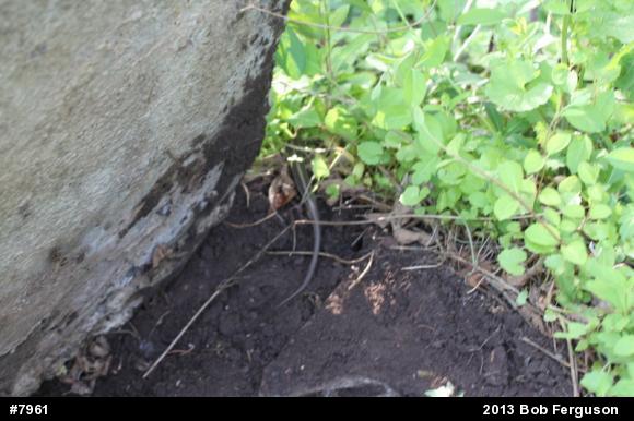Eastern Gartersnake
