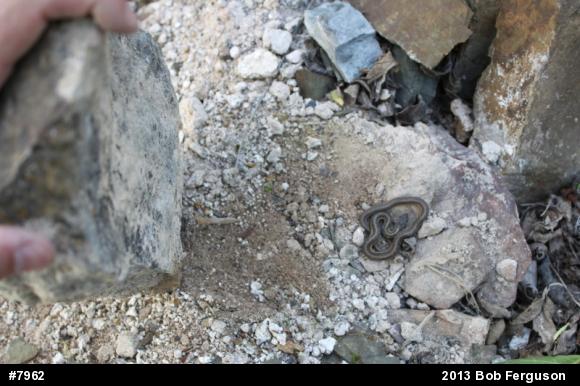Eastern Gartersnake