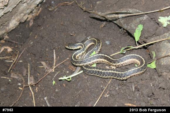 Eastern Gartersnake