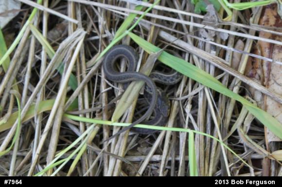 Eastern Gartersnake