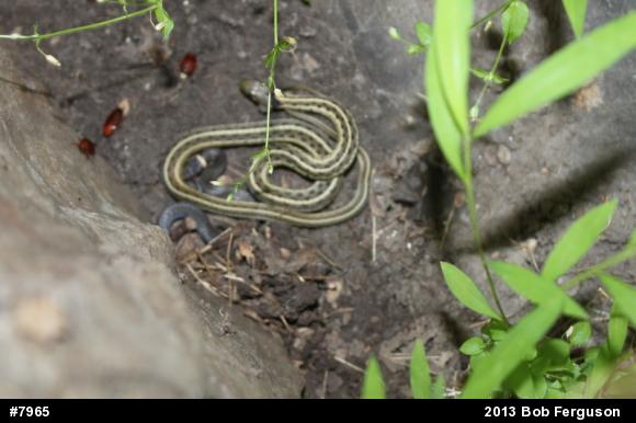 Eastern Gartersnake