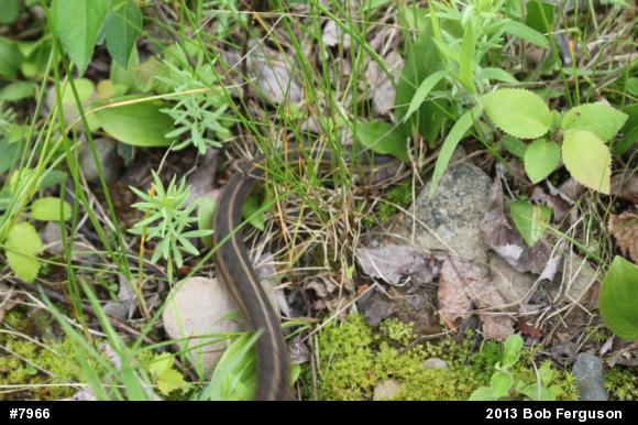 Eastern Gartersnake
