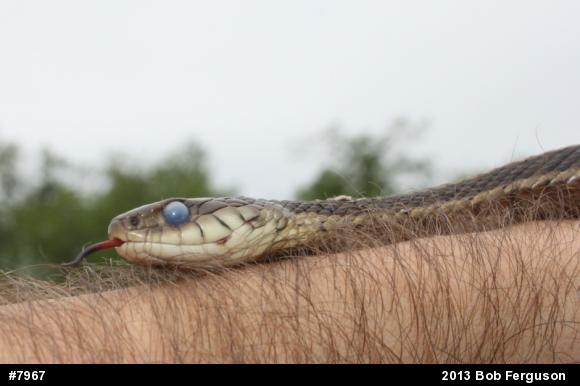 Eastern Gartersnake