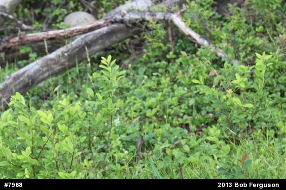 Eastern Gartersnake