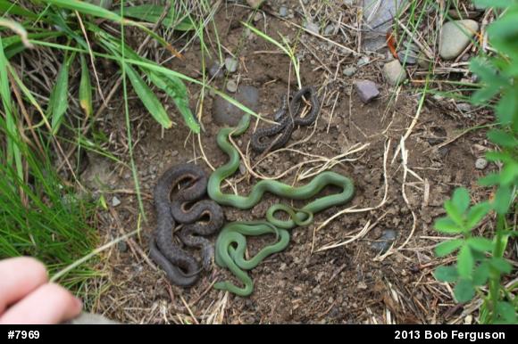 Eastern Gartersnake