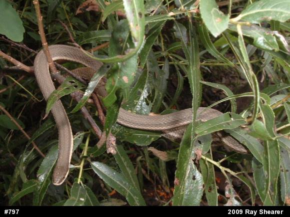 Queensnake