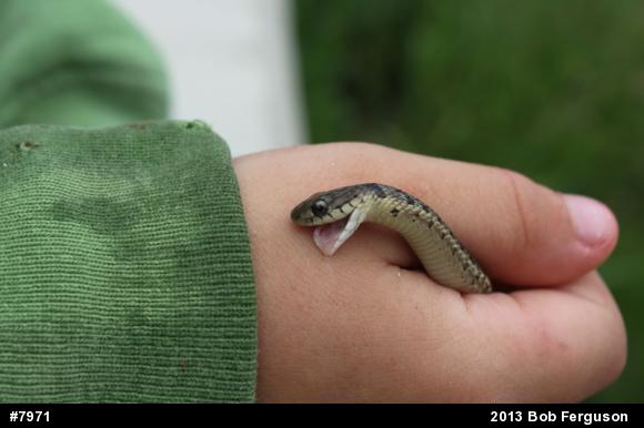 Eastern Gartersnake