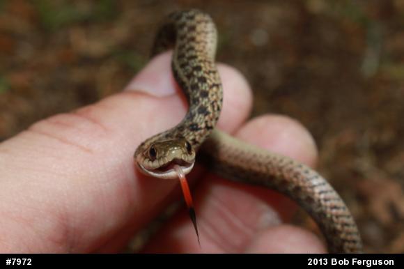 Eastern Gartersnake