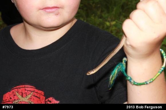 Eastern Gartersnake