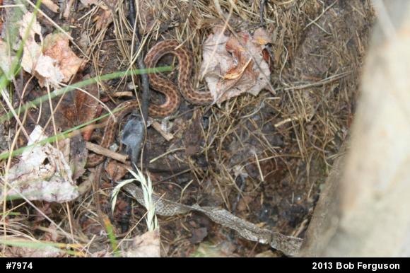 Eastern Gartersnake