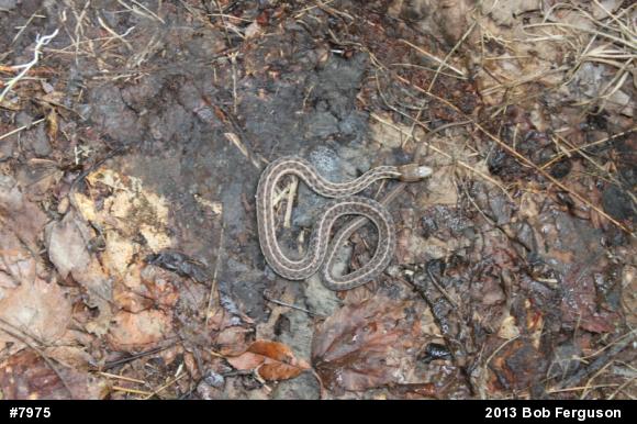 Eastern Gartersnake