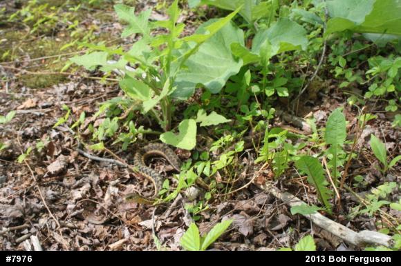 Eastern Gartersnake