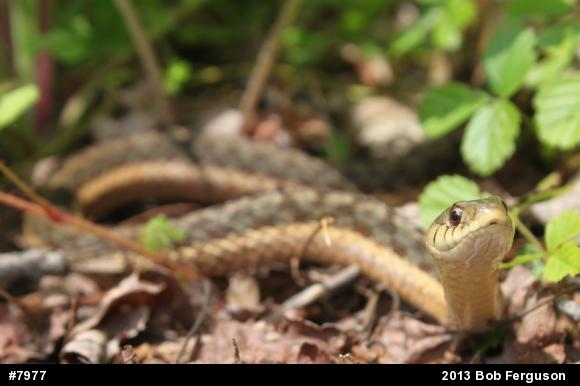 Eastern Gartersnake