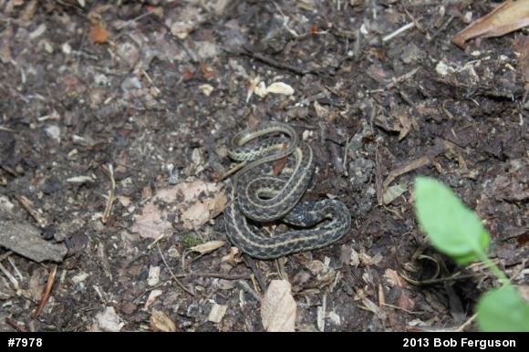 Eastern Gartersnake