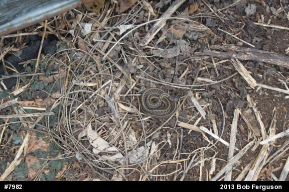 Eastern Gartersnake