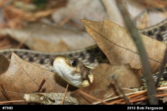 Eastern Gartersnake