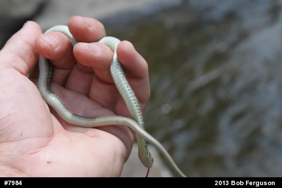 Eastern Gartersnake