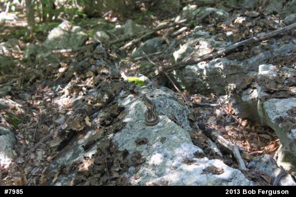 Eastern Gartersnake