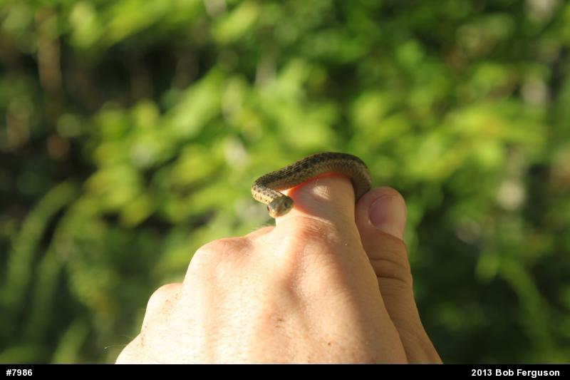 Eastern Gartersnake