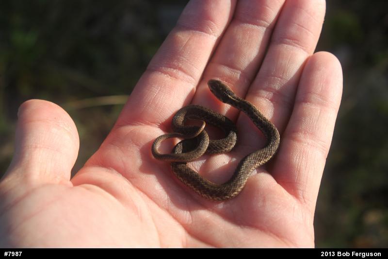 Eastern Gartersnake